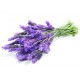 Lavanda