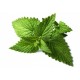 Menta Piperita