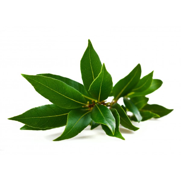 Alloro